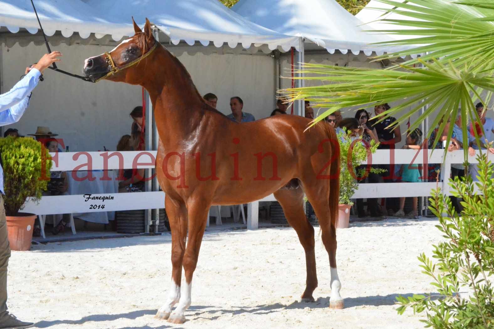 Concours National de Nîmes de chevaux ARABES 2014 - Notre Sélection - DZHARI NUNKI - 08