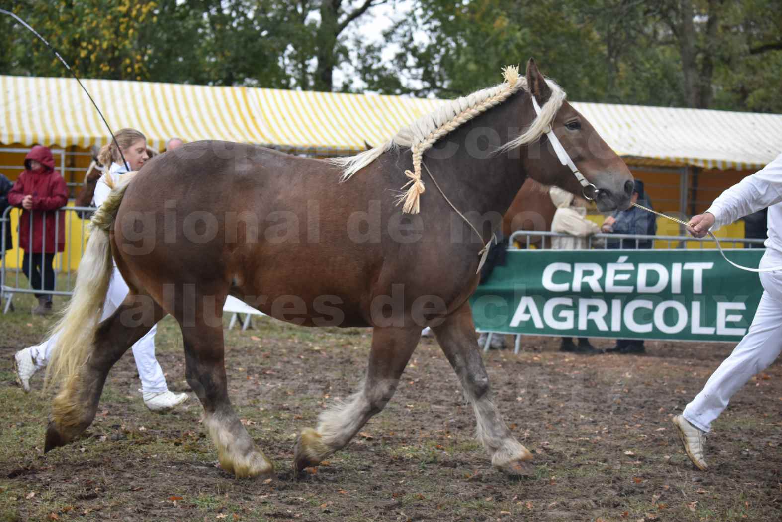 Concours Régional de chevaux de traits en 2017 - Pouliche Trait COMTOIS - ECLIPCE DE PIGASSOU - 20