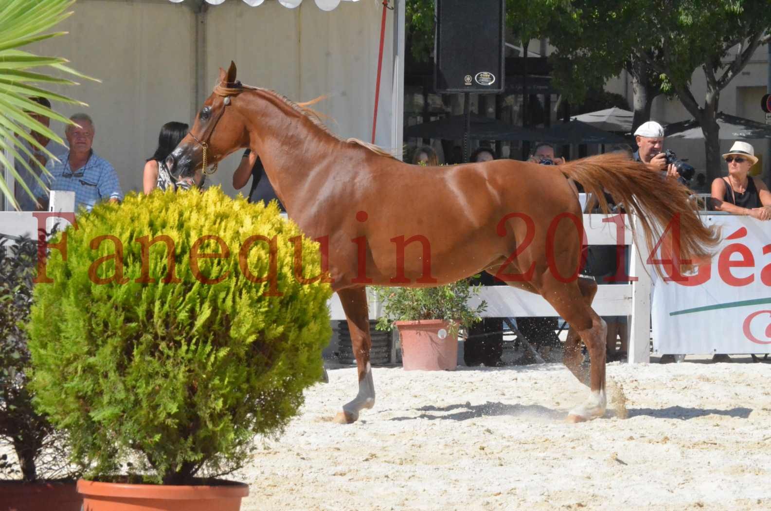 Concours National de Nîmes de chevaux ARABES 2014 - Championnat - MASSAI DE BARREL - 23