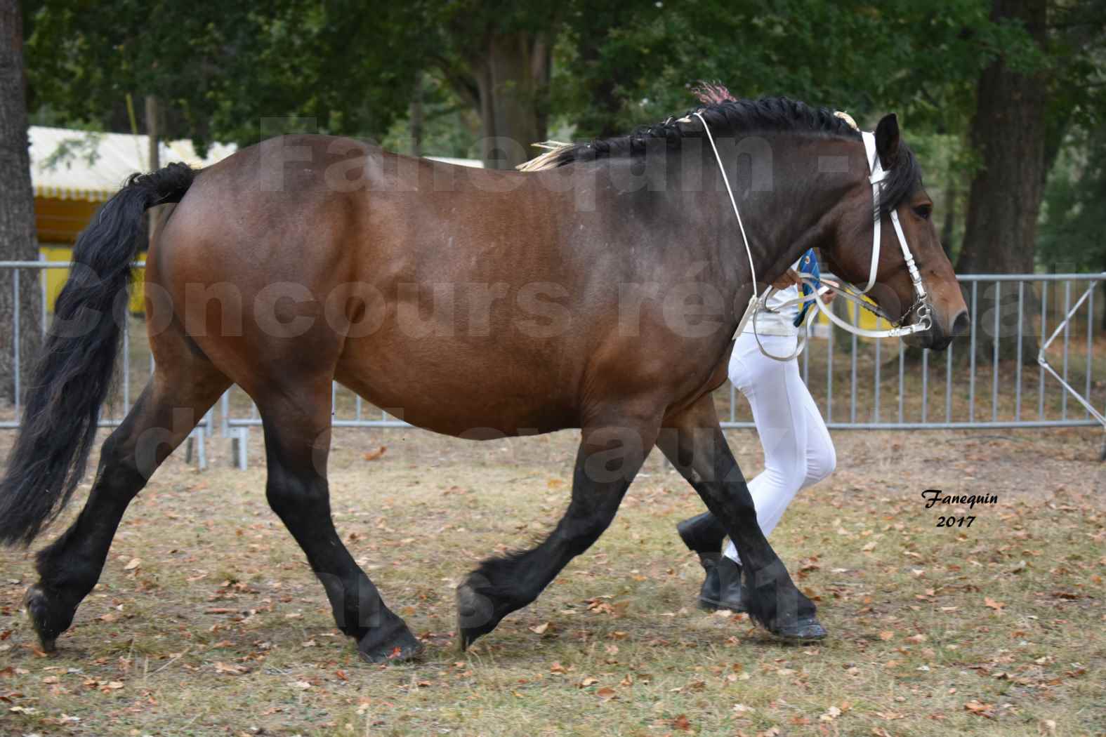 Concours Régional de chevaux de traits en 2017 - Jument & Poulain Trait COMTOIS - CANDY DE GRILLOLES - 03