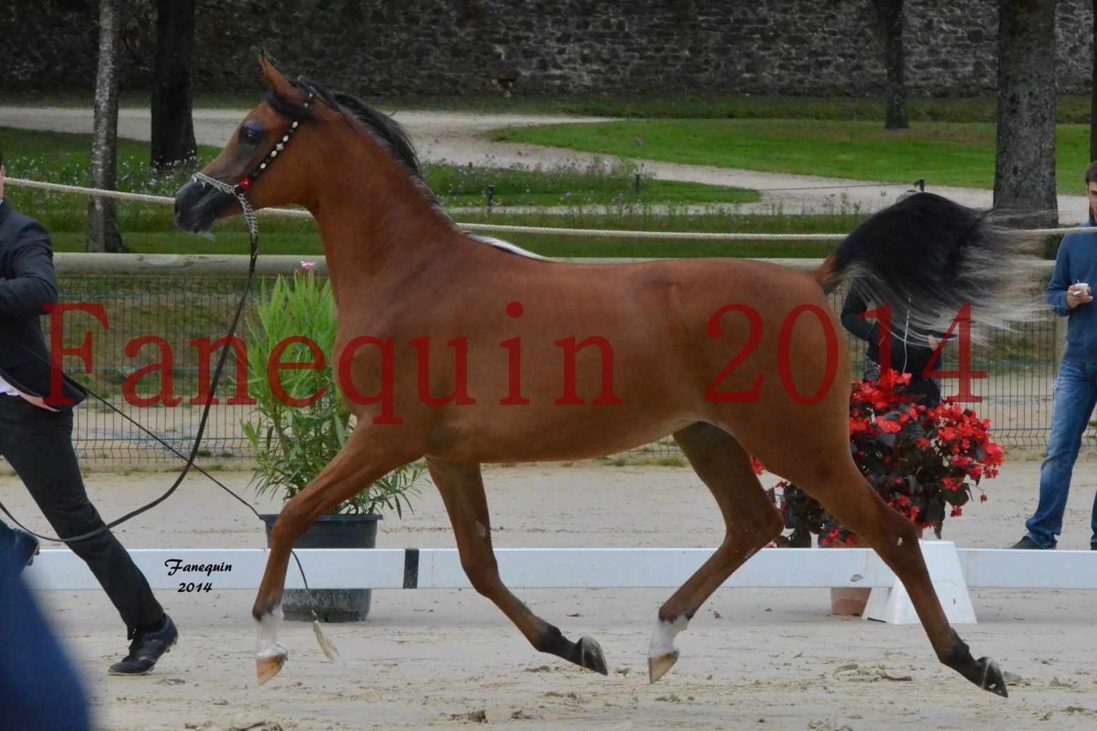 Championnat de FRANCE 2014 à POMPADOUR - Médaille de Bronze - pouliches de 1 an - SHABNAM IBN ASLAL - 07