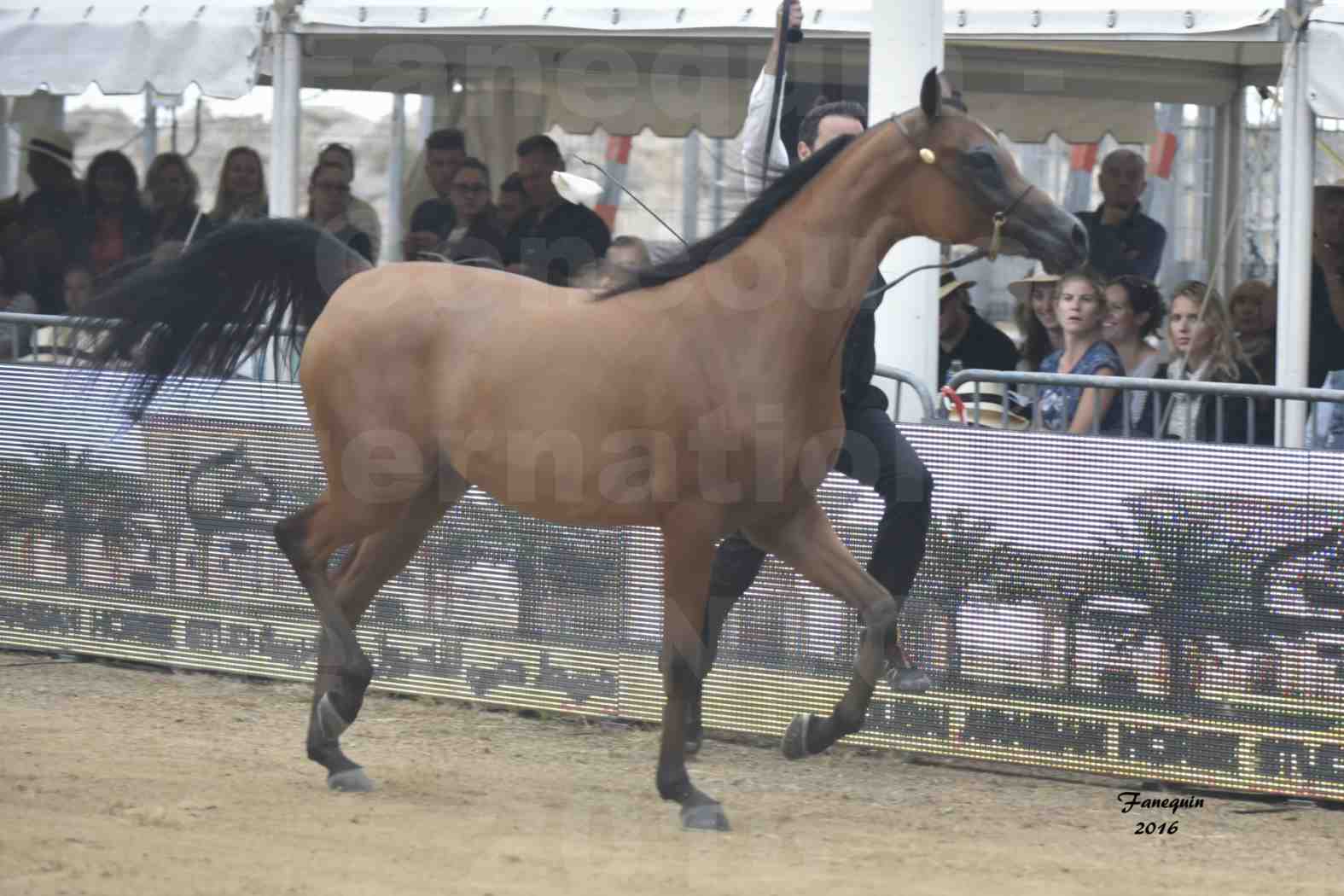 Championnat du Pur-Sang Arabe de la Méditerranée et des pays Arabes - MENTON 2016 - MAZAYA DOMITIA - Notre Sélection - 02