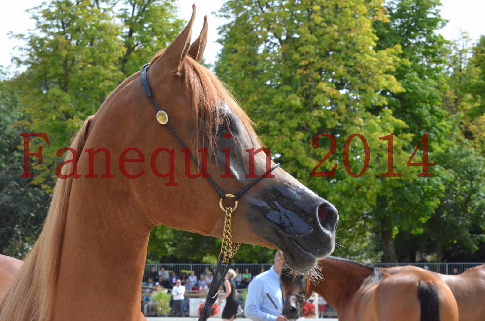 ﻿CHAMPIONNAT DE FRANCE 2014 A POMPADOUR - Championnat - LUTFINAH JA - 60