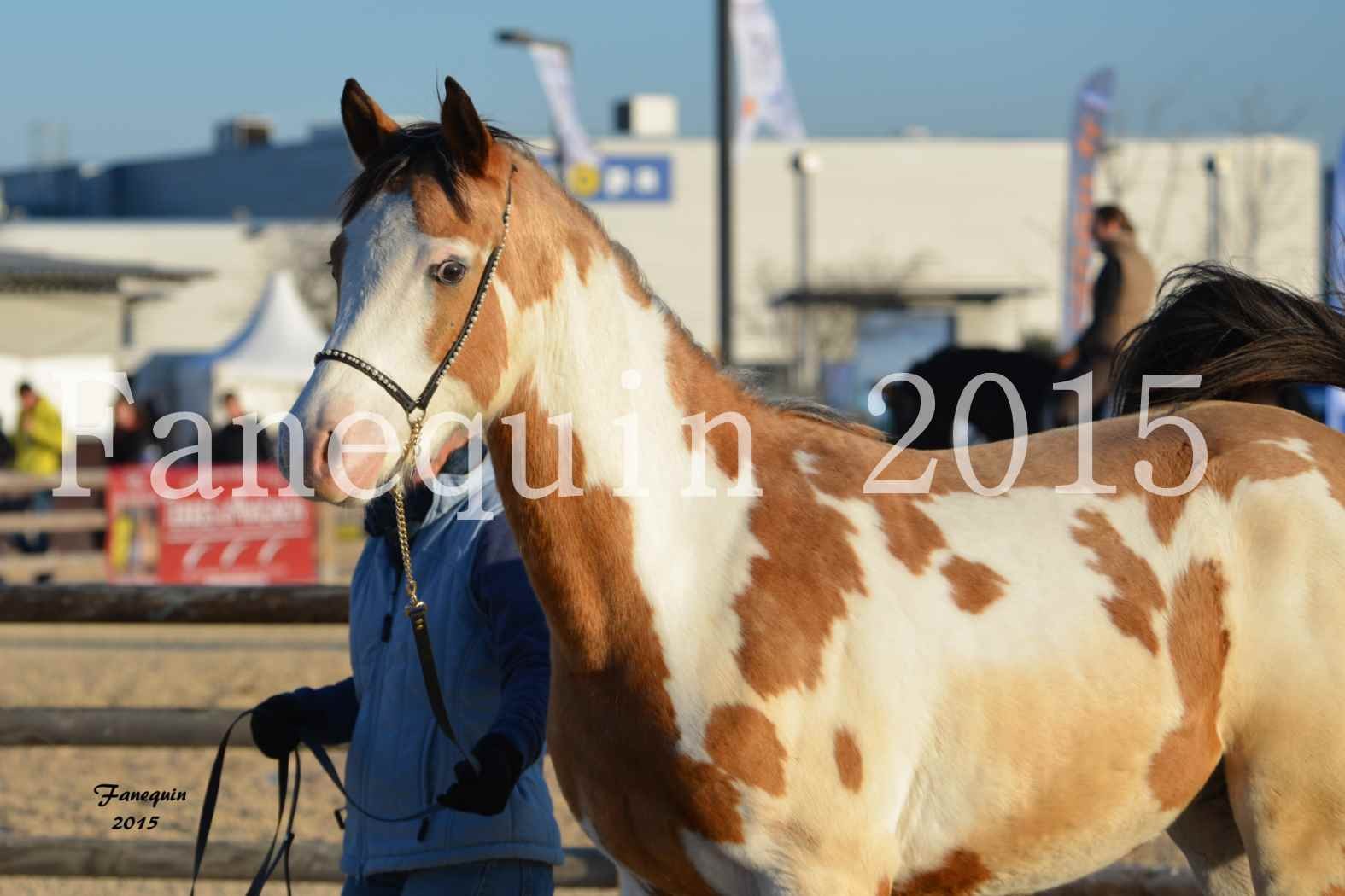 Cheval Passion 2015 - DSA (Demi Sang Arabe) - DARADHJA DU GRANDVAL - Portraits - 05