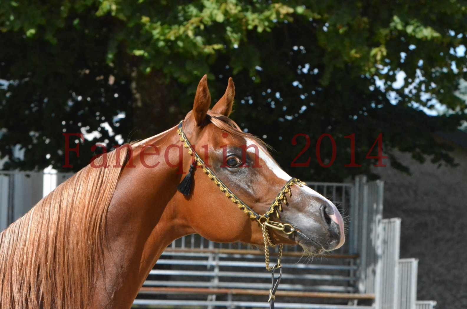 Championnat de FRANCE 2014 - Amateurs - SELECTO IBN SAMAWI - 062