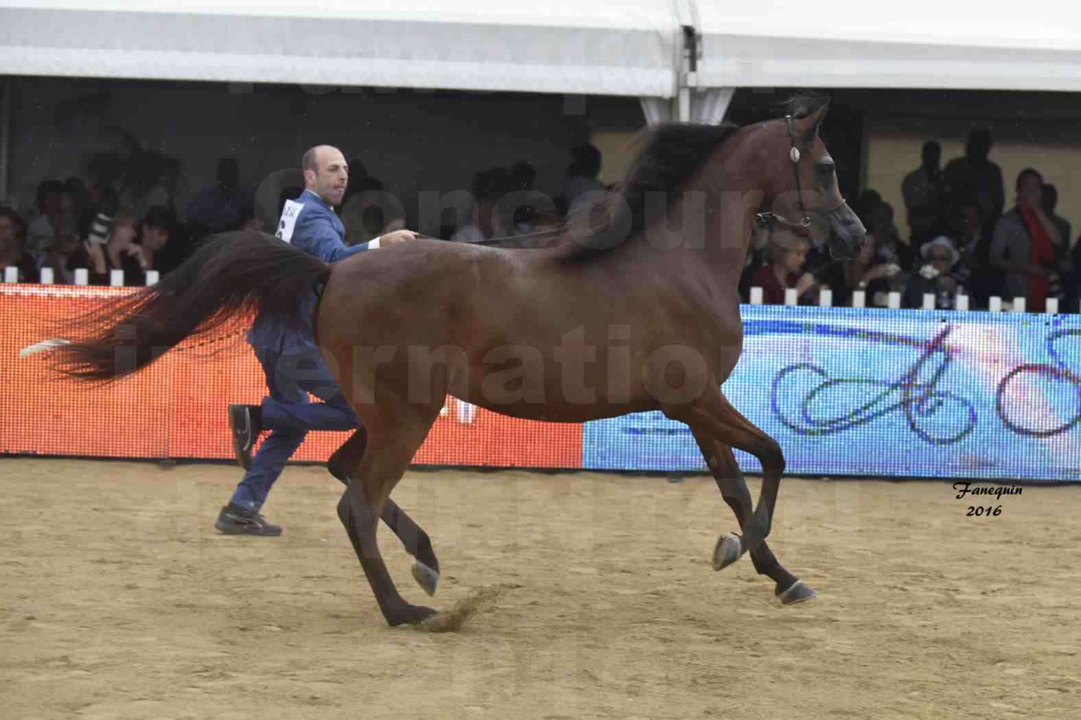 Championnat du pur-sang arabe de la Méditerranée et des pays arabes - MENTON 2016 - SULTANAT AL SHAQAB - Notre Sélection - 5