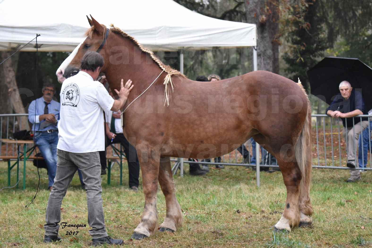 Concours Régional de chevaux de traits en 2017 - Trait BRETON - FLICKA 26 - 01