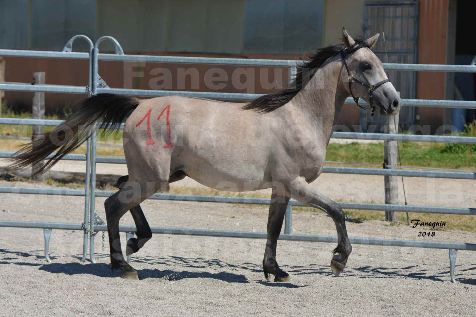 Concours d'Elevage de chevaux Arabes  le 27 juin 2018 à la BOISSIERE - GAZRAK D'AURIERES - 01