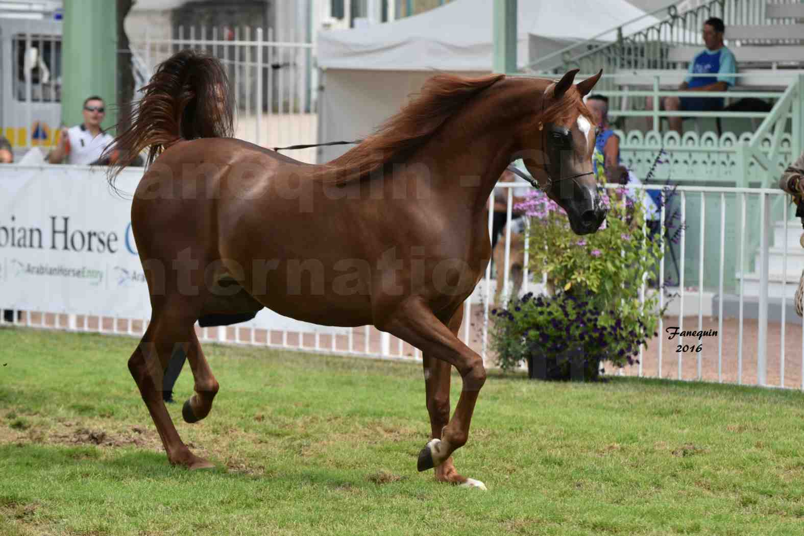 International Arabian Horse Show B de VICHY 2016 - PEARL DE DJOON - Notre Sélection - 28