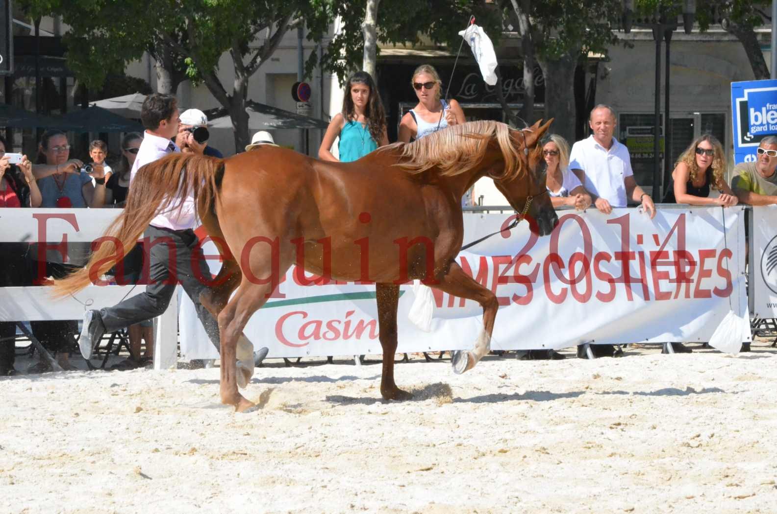 Concours National de Nîmes de chevaux ARABES 2014 - Championnat - MASSAI DE BARREL - 19