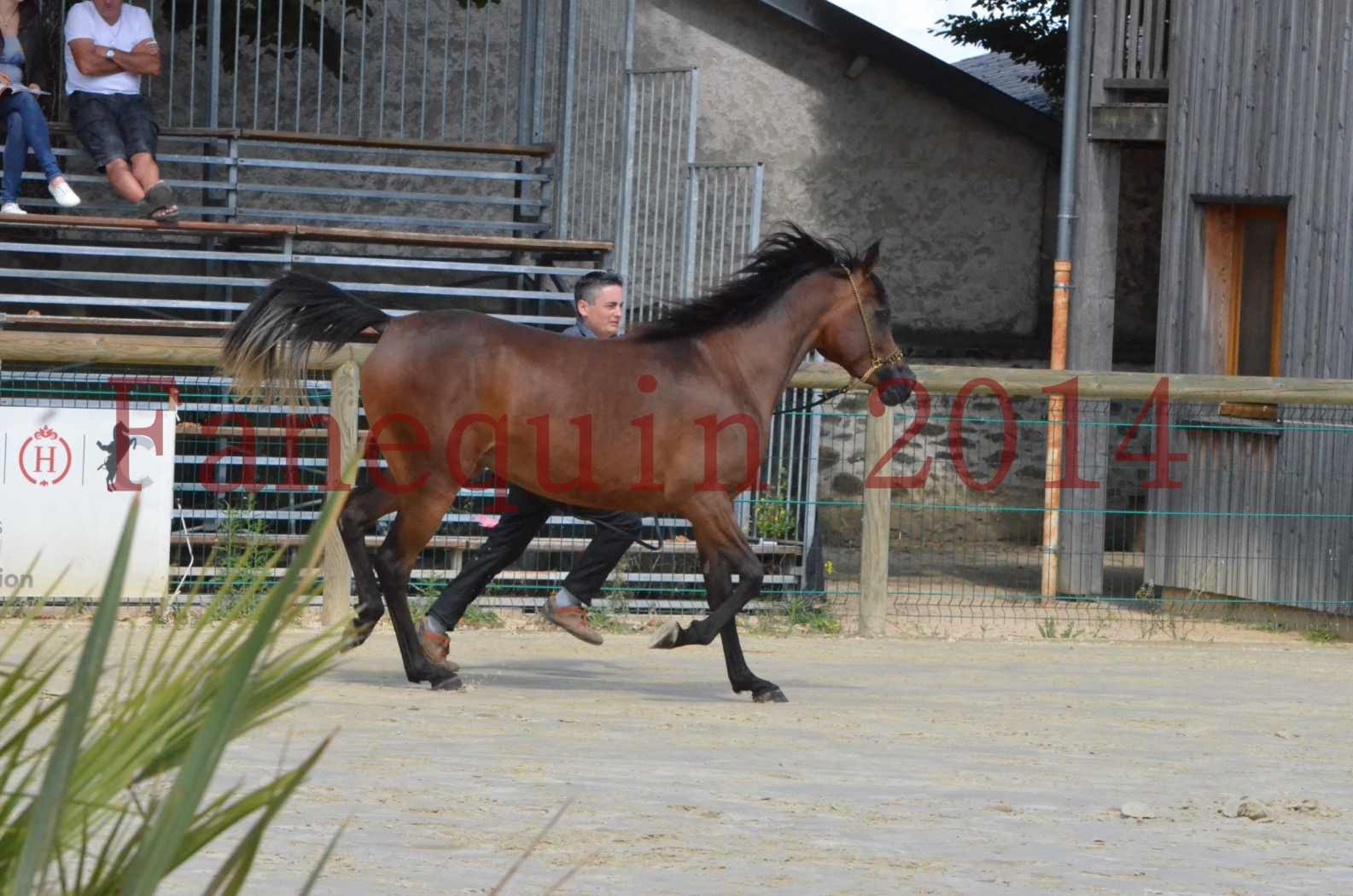 Championnat de FRANCE 2014 - Amateurs - KAL'ELLE D'ELHORIA - 14