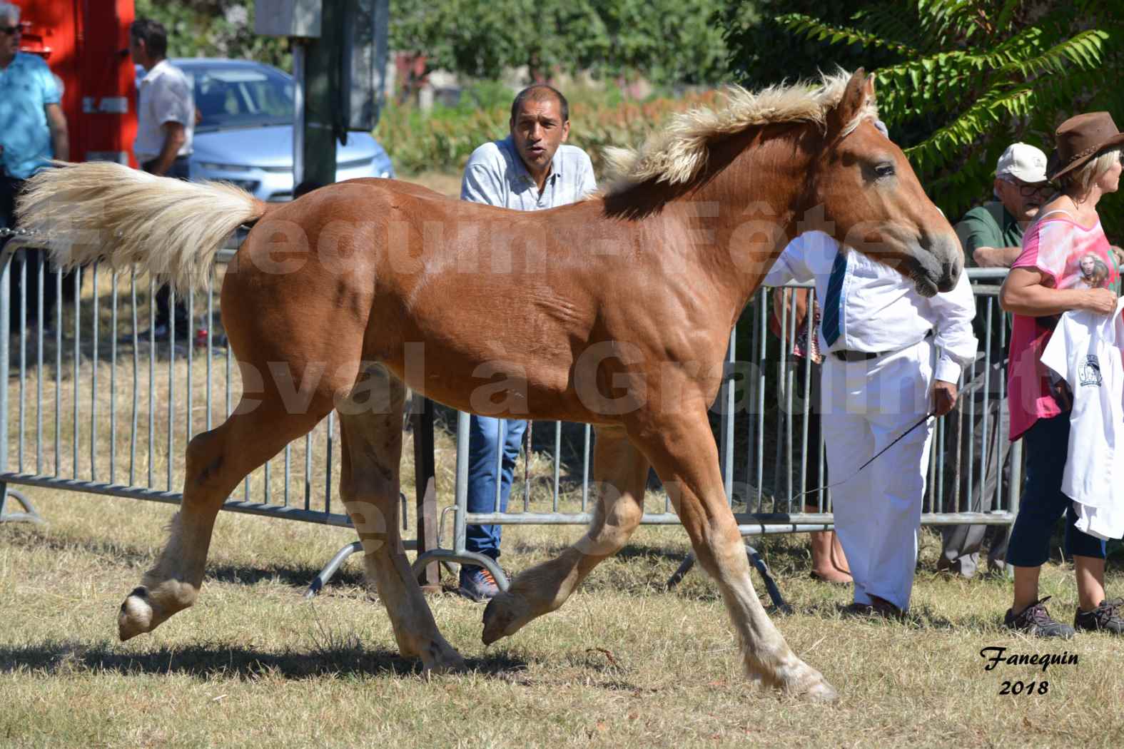 Fête du cheval à GRAULHET le 16 septembre 2018 - Concours Départemental de chevaux de traits - 38