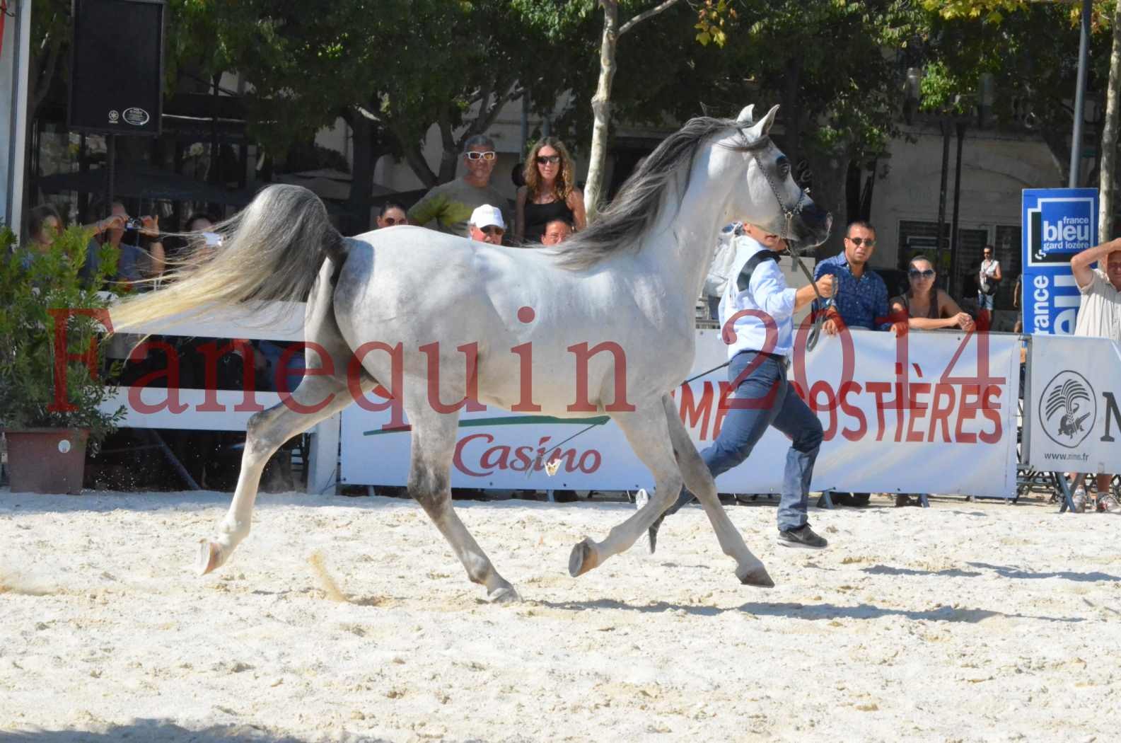 Concours National de Nîmes de chevaux ARABES 2014 - Championnat - SHAOLIN DE NEDJAIA - 14