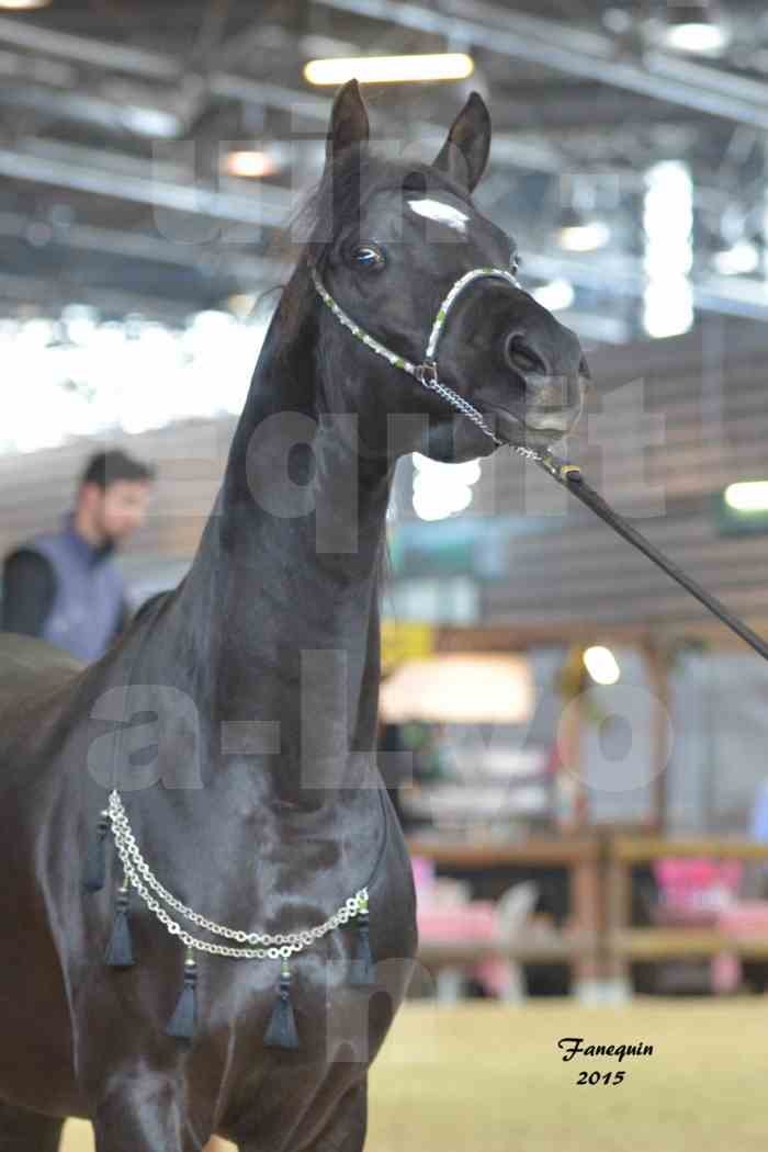 Salon Equita Lyon  2015 - YEL'S BLACK MAGIC - Notre Sélection - Portraits - 6