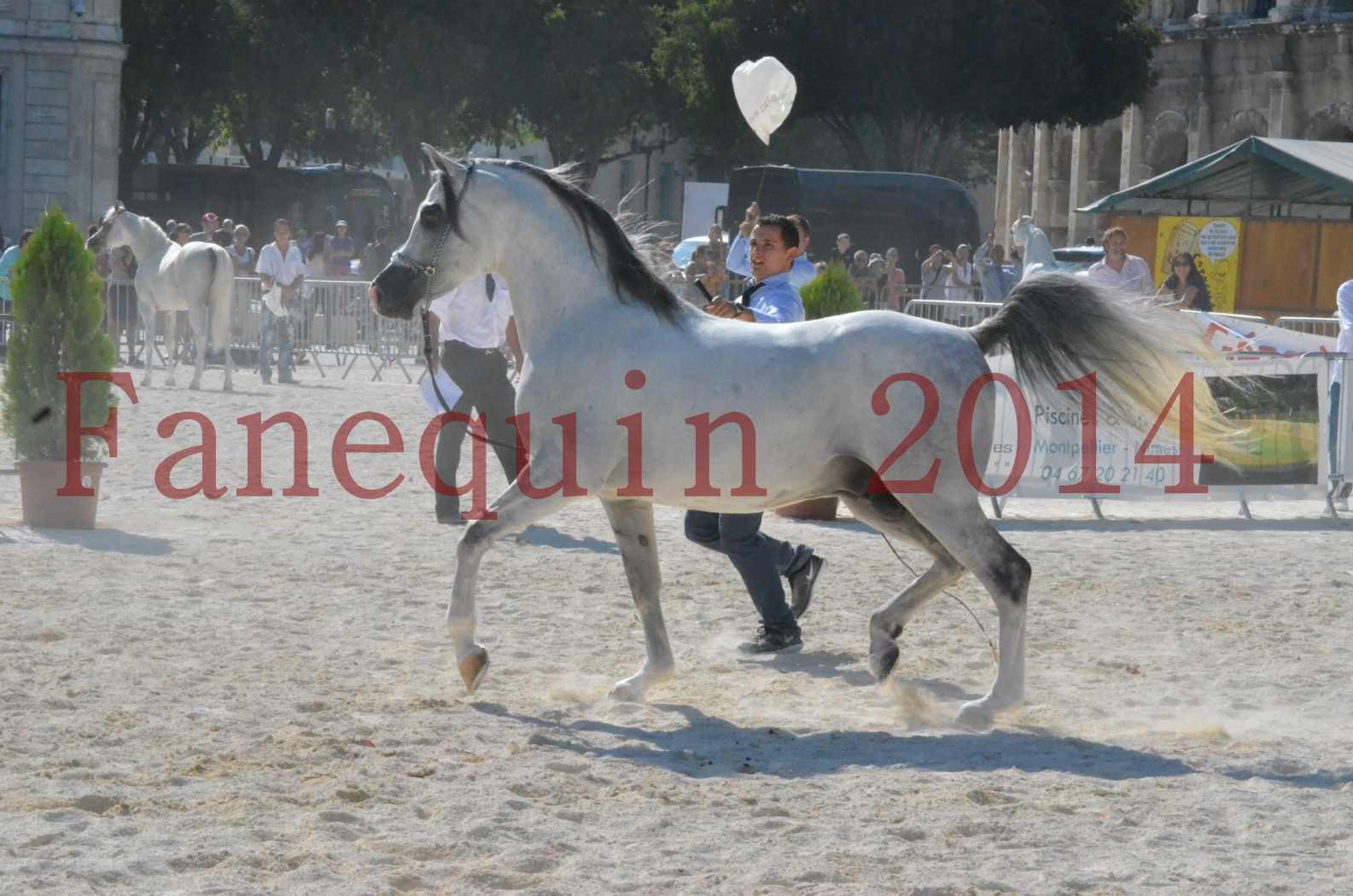 Concours National de Nîmes de chevaux ARABES 2014 - Championnat - SHAOLIN DE NEDJAIA - 03