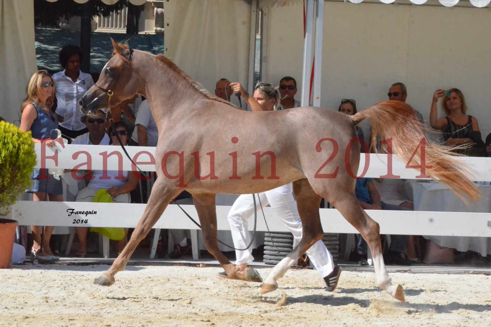 Concours National de Nîmes de chevaux ARABES 2014 - Notre Sélection - ABYSS DE RODET - 4