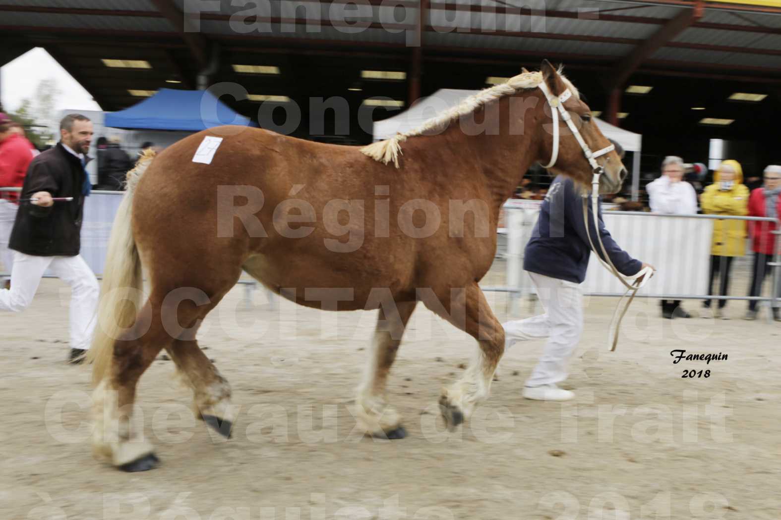 Concours Régional "OCCITANIE" de Chevaux de Traits à REQUISTA en 2018 - GINA DE GRILLOLES - 6