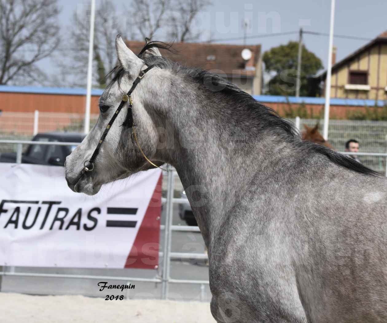 Concours d'élevage de Chevaux Arabes - D. S. A. - A. A. - ALBI les 6 & 7 Avril 2018 - FLORAC LARZAC - Notre Sélection - Portraits - 3