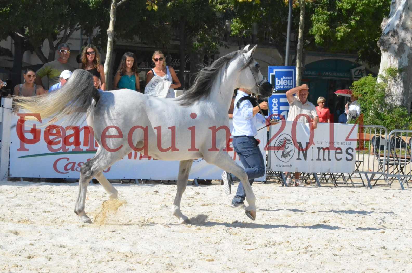 Concours National de Nîmes de chevaux ARABES 2014 - Championnat - SHAOLIN DE NEDJAIA - 15