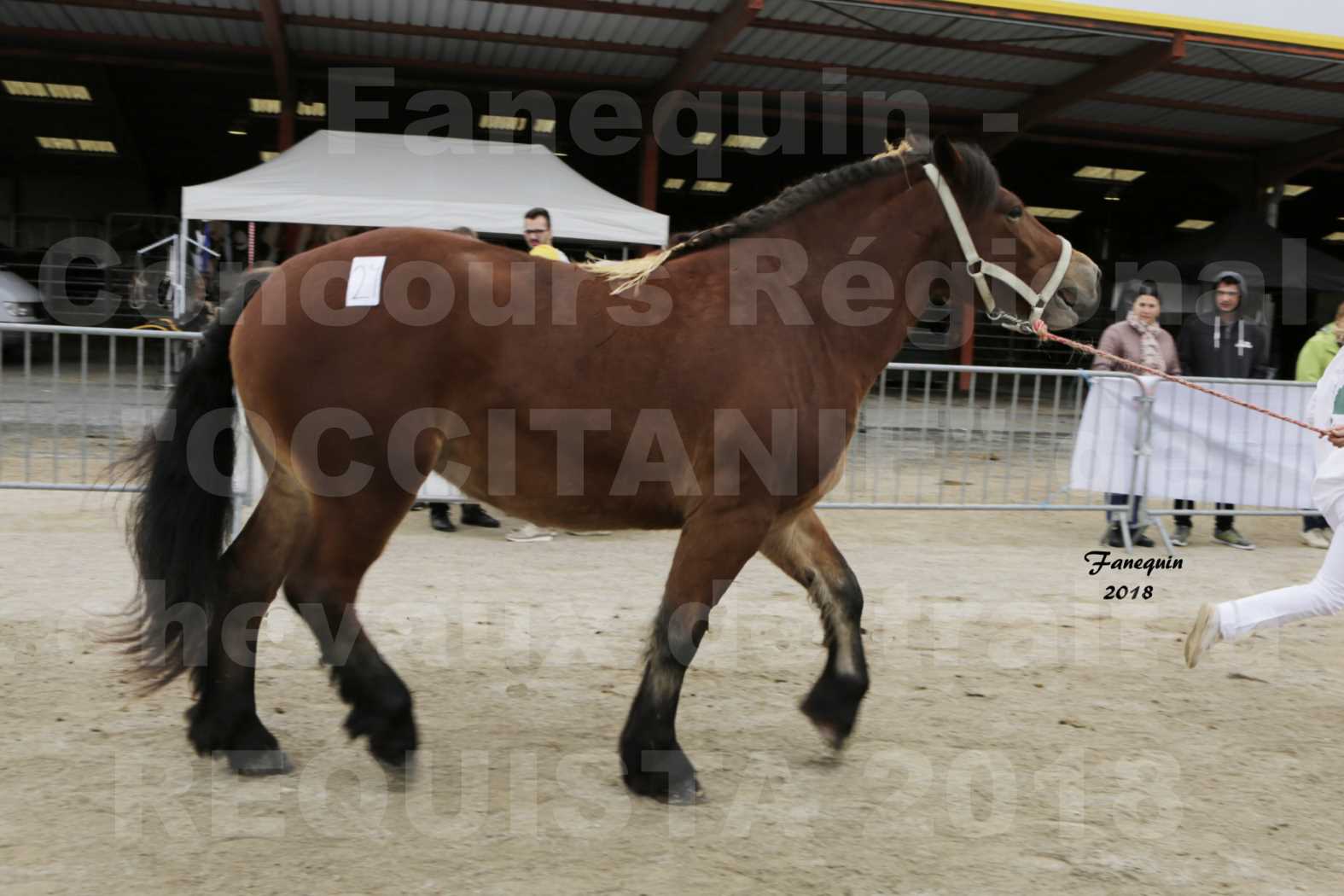 Concours Régional "OCCITANIE" de Chevaux de Traits à REQUISTA en 2018 - GALIPETTE 11 - 5