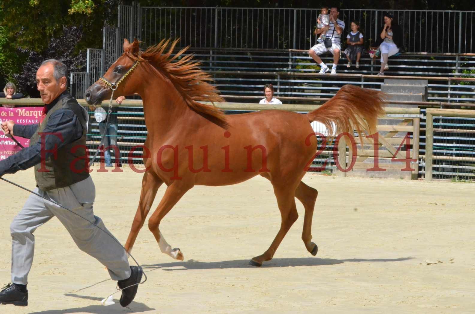 Championnat de FRANCE 2014 - Amateurs - SH CALLAS BINT ARMANI - 02