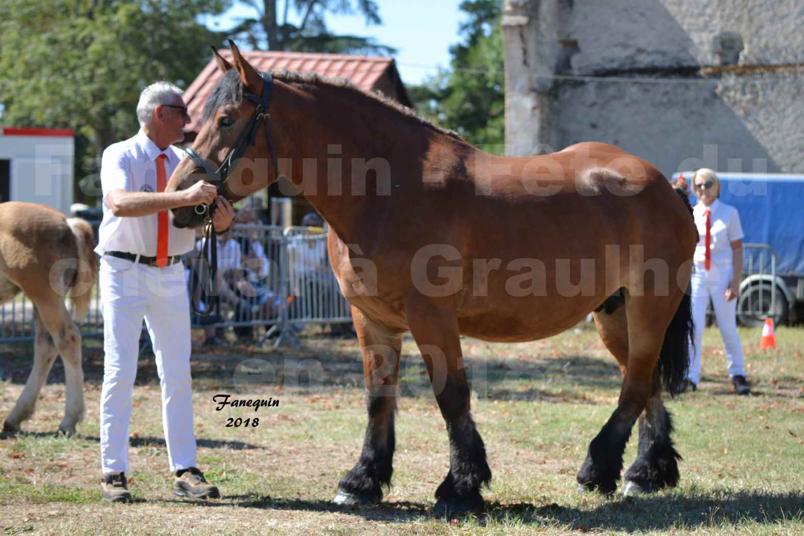 Fête du cheval à GRAULHET le 16 septembre 2018 - Concours Départemental de chevaux de traits - 50