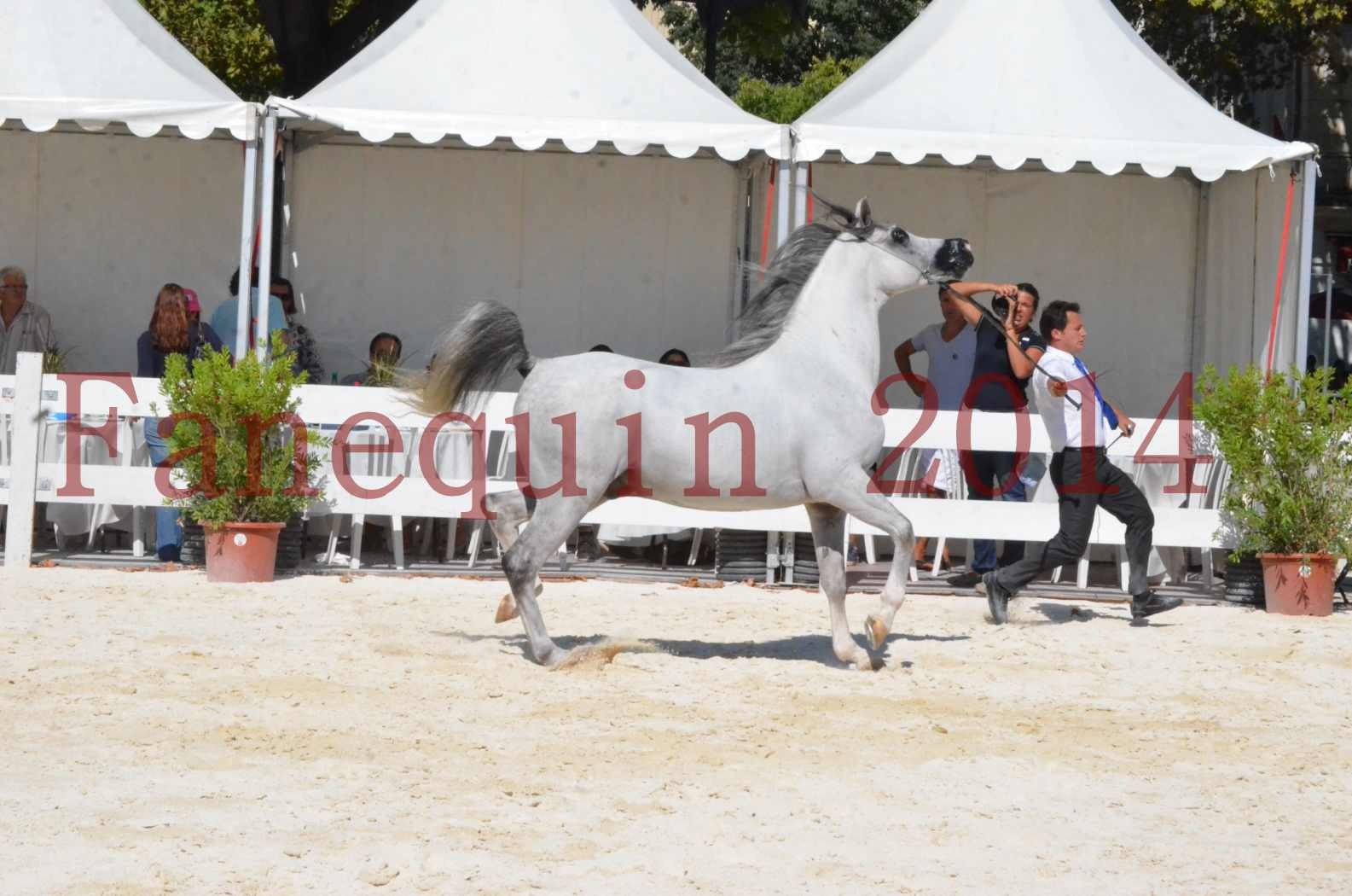 Concours National de Nîmes de chevaux ARABES 2014 - Sélection - SHAOLIN DE NEDJAIA - 07