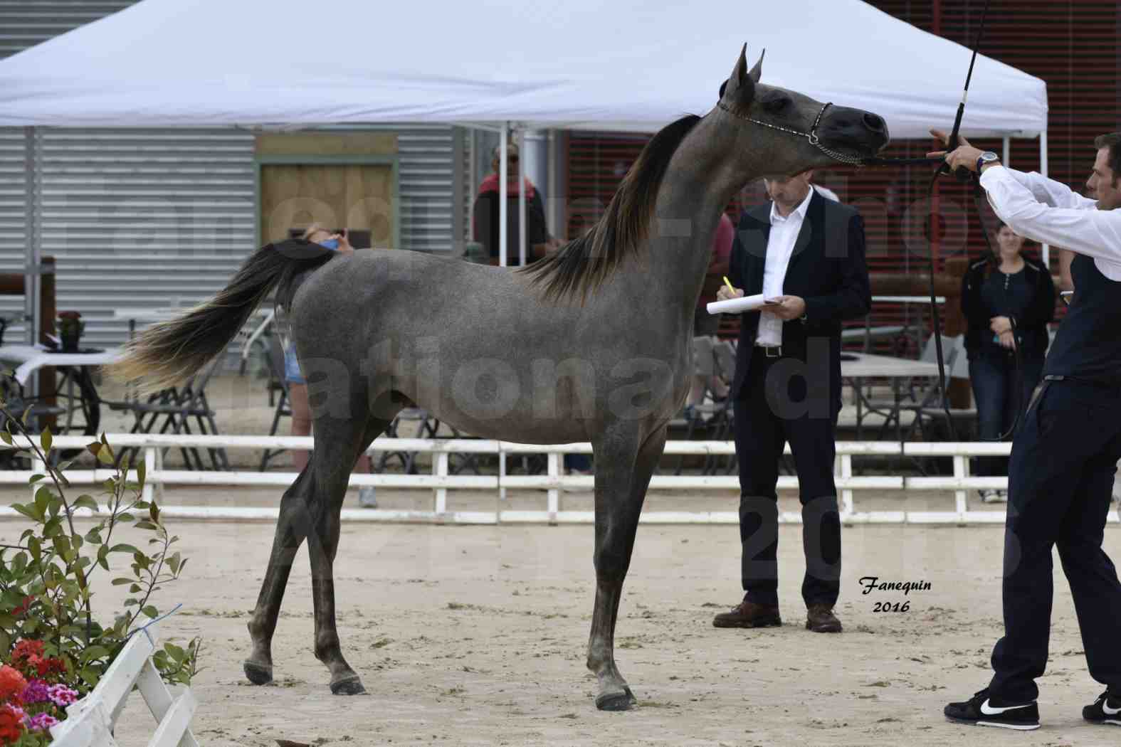 Show national de chevaux arabe de CHAZEY sur AIN - FALOUKA - 2