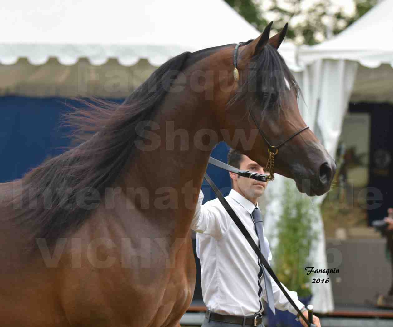 International Arabian Horse Show B de VICHY 2016 - MILLIAR - Notre Sélection - Portraits - 6