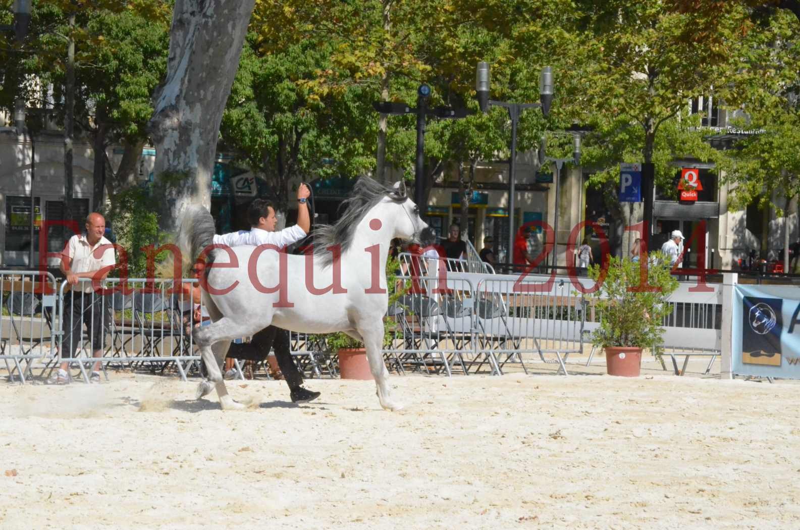 Concours National de Nîmes de chevaux ARABES 2014 - Sélection - SHAOLIN DE NEDJAIA - 40