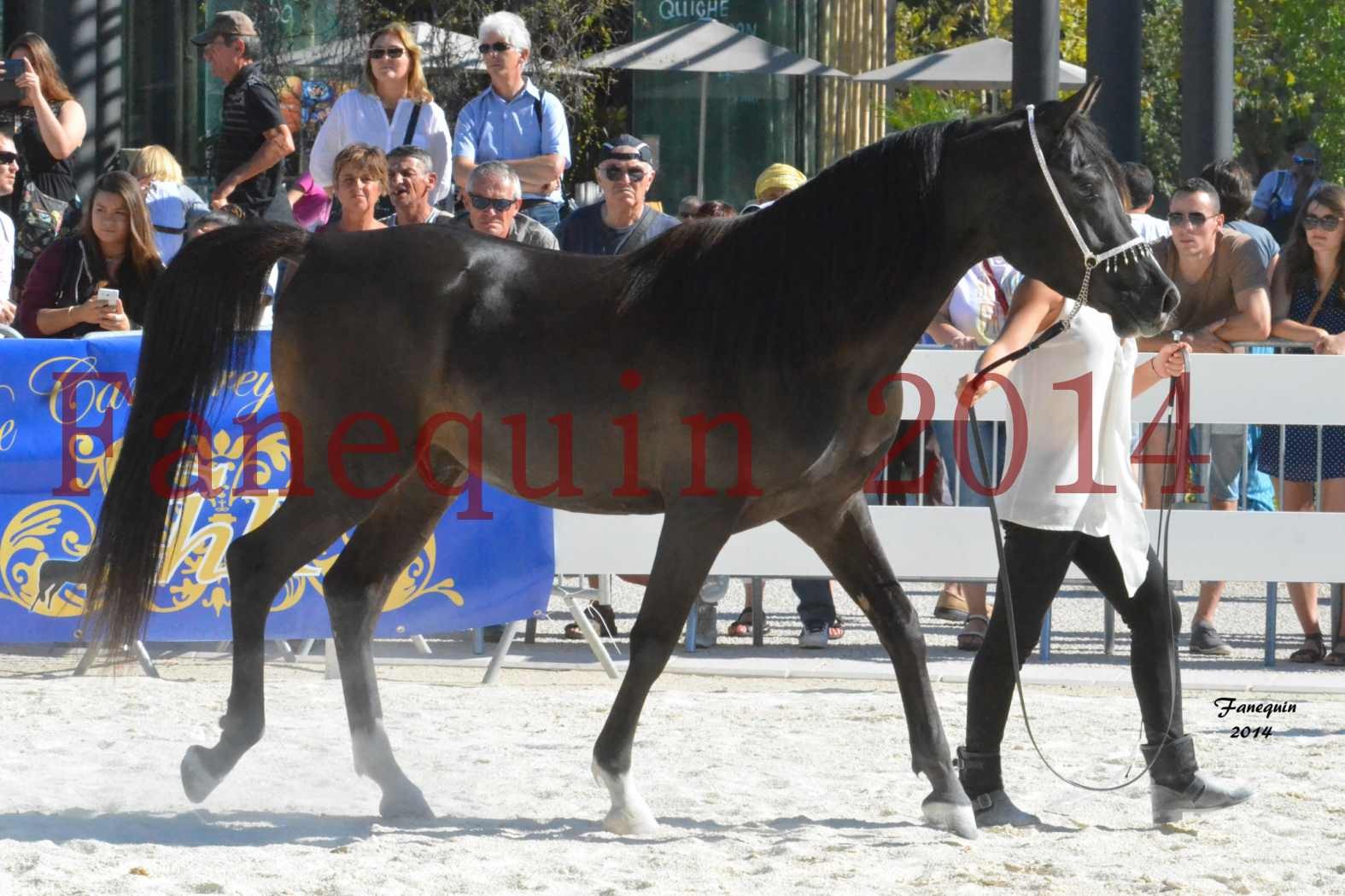 Concours National de Nîmes de chevaux ARABES 2014 - Notre Sélection - BALTYK DE CHAUMONT - 4