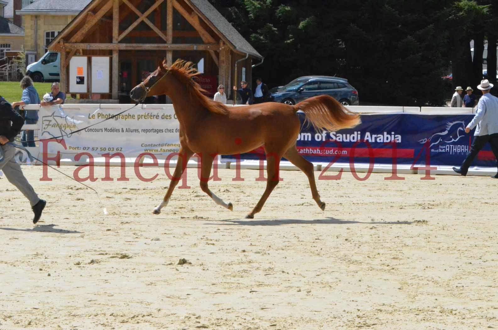 Championnat de FRANCE 2014 - Amateurs - SH CALLAS BINT ARMANI - 63