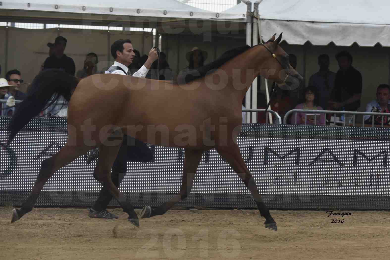 Championnat du Pur-Sang Arabe de la Méditerranée et des pays Arabes - MENTON 2016 - MAZAYA DOMITIA - Notre Sélection - 04