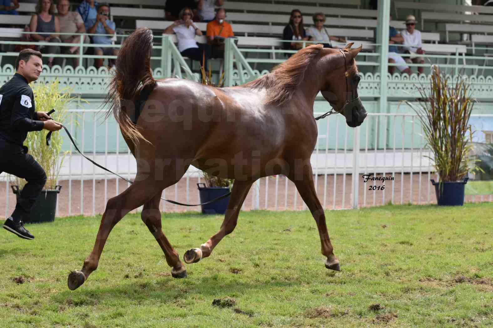 International Arabian Horse Show B de VICHY 2016 - PEARL DE DJOON - Notre Sélection - 36