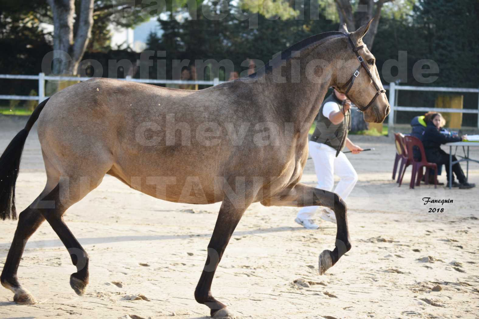 Confirmation de chevaux LUSITANIENS aux Haras d'UZES Novembre 2018 - DISTINTE - 6