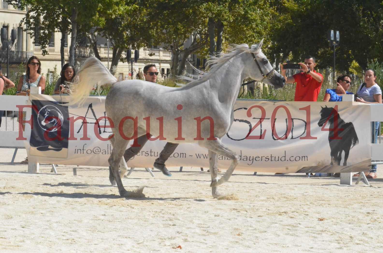 Concours national de Nîmes 2014 - Sélection  - VOLODIA DE LAFON - 12