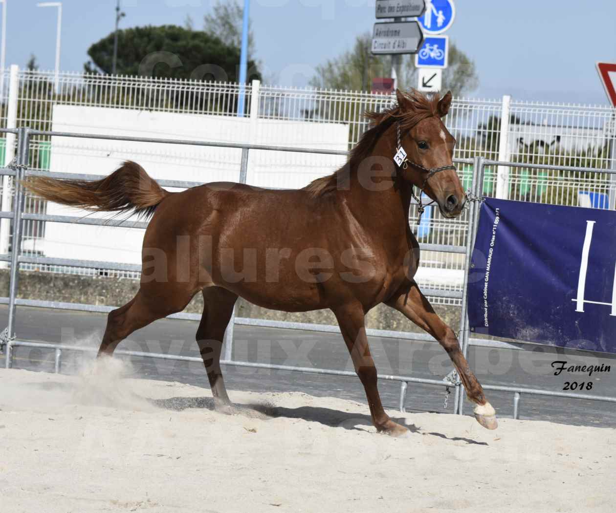 Concours d'élevage de Chevaux Arabes - D. S. A. - A. A. - ALBI les 6 & 7 Avril 2018 - GRIOU DU GRIOU - Notre Sélection - 4