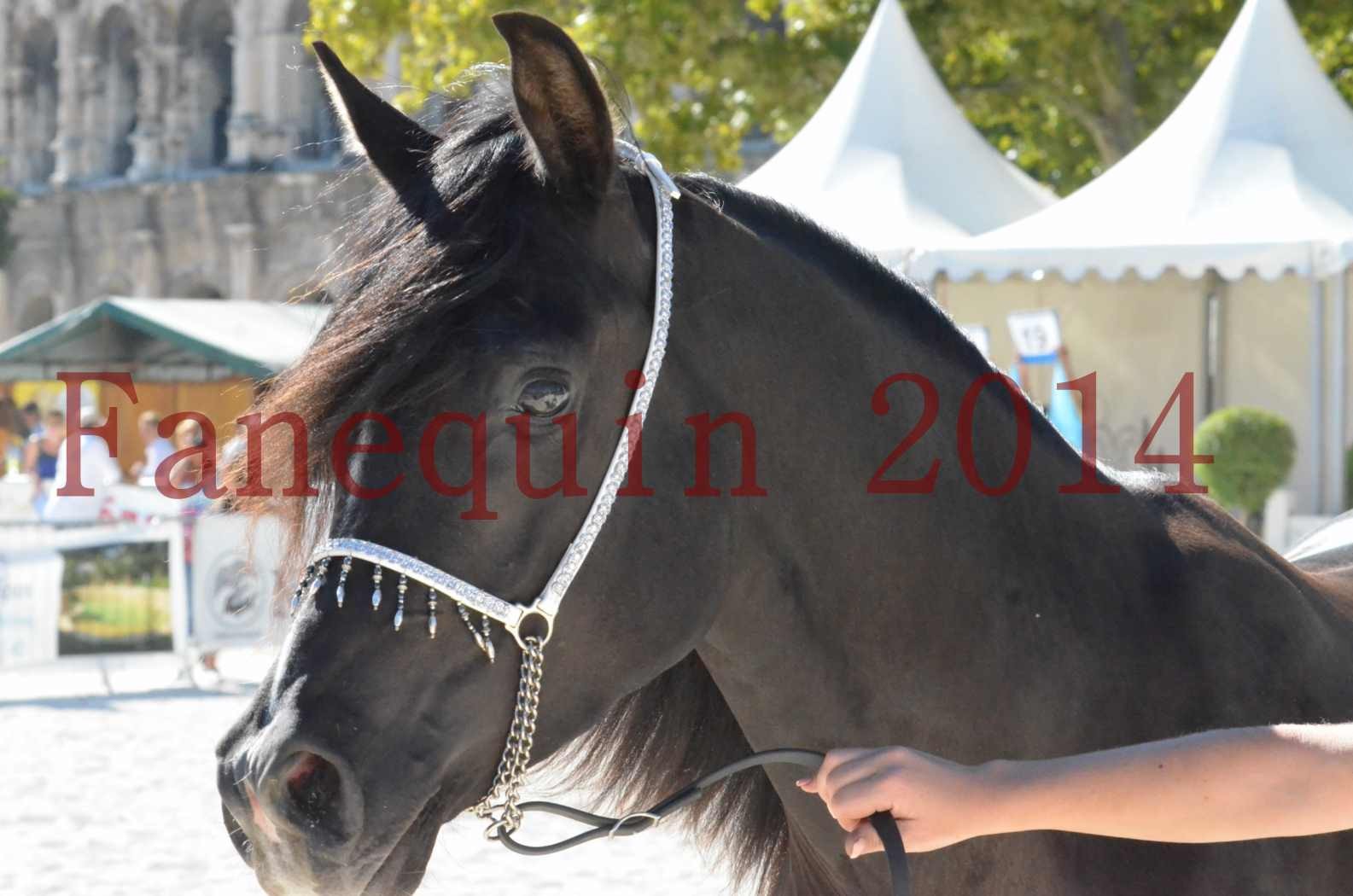 Concours National de Nîmes de chevaux ARABES 2014 - Sélection - Portraits - BALTYK DE CHAUMONT - 11