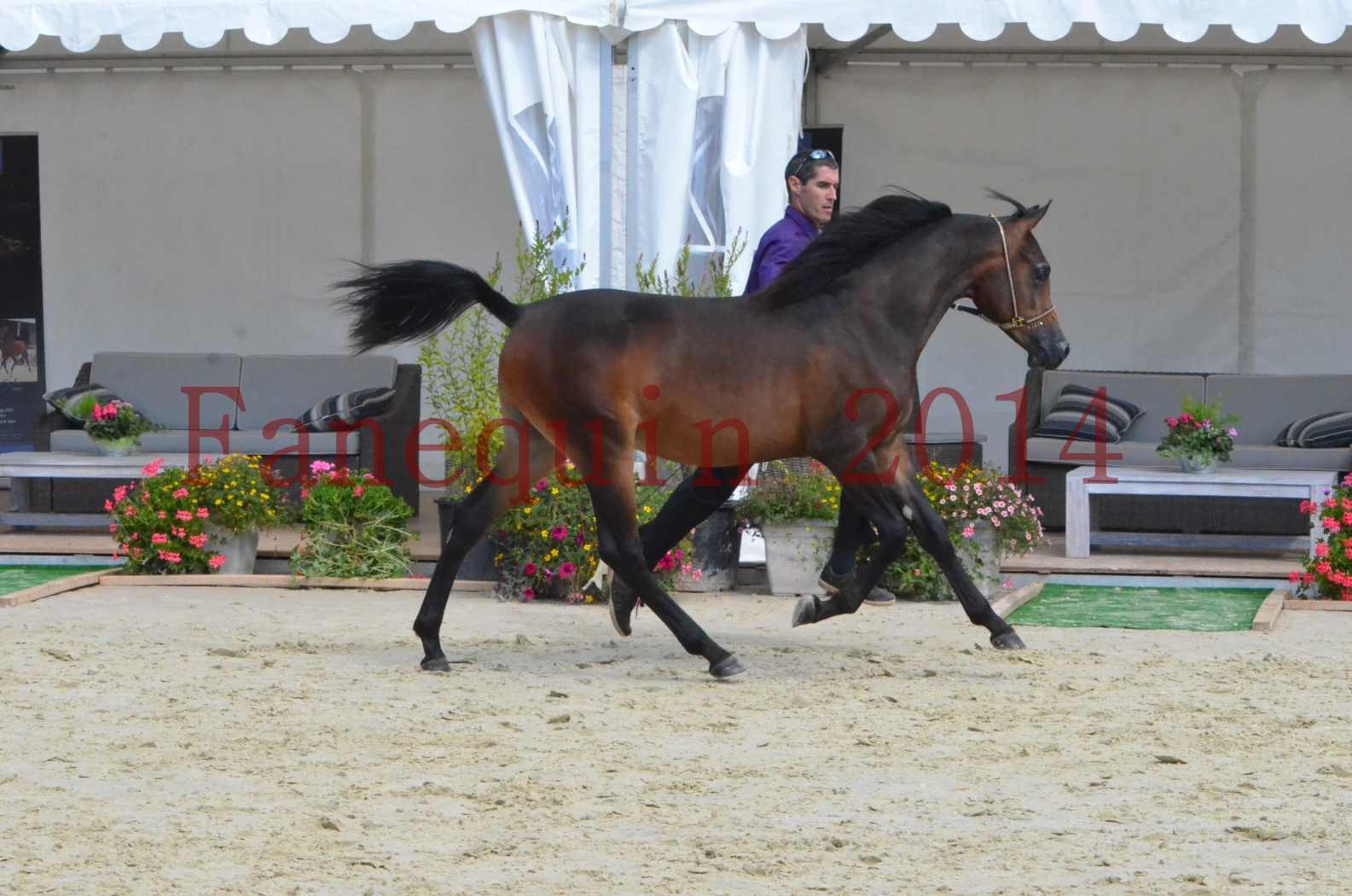 Championnat de FRANCE 2014 - Amateurs - SH FARAJAA - 28