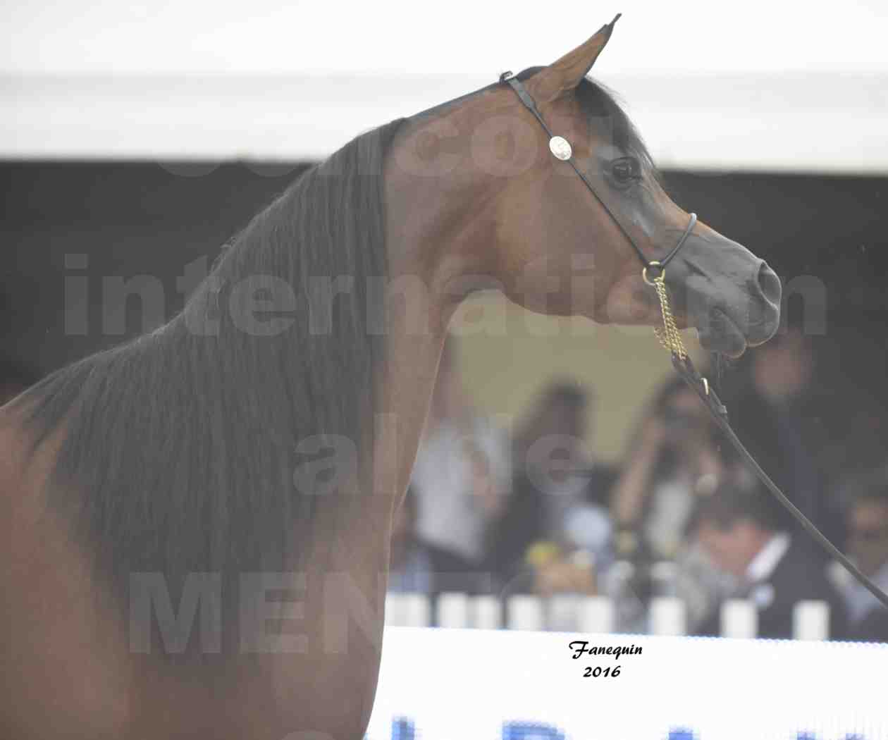 Championnat du Pur-Sang Arabe de la Méditerranée et des pays Arabes - MENTON 2016 - GHAZALAH AL AALYA - Notre Sélection - Portraits - 2