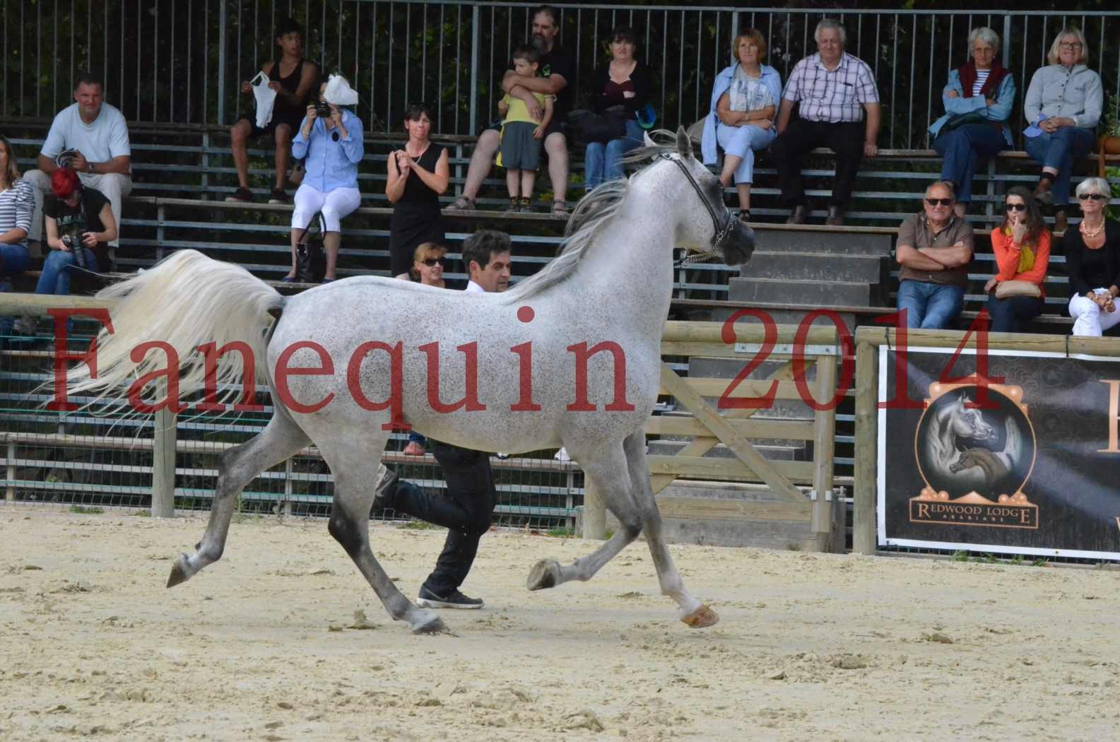 CHAMPIONNAT DE FRANCE  2014 A POMPADOUR - Championnat - SHEYK DE GARGASSAN - 14