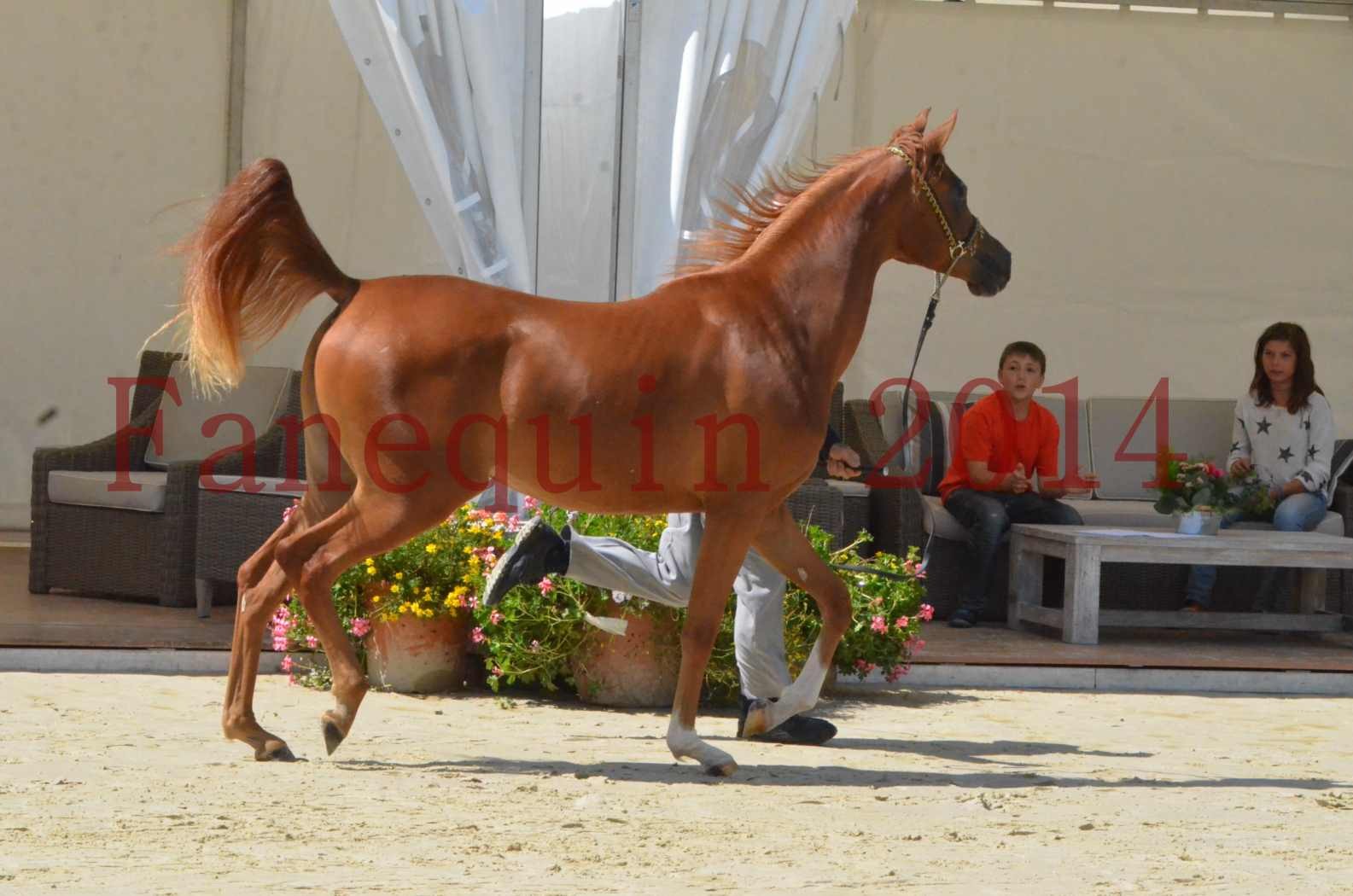 Championnat de FRANCE 2014 - Amateurs - SH CALLAS BINT ARMANI - 19