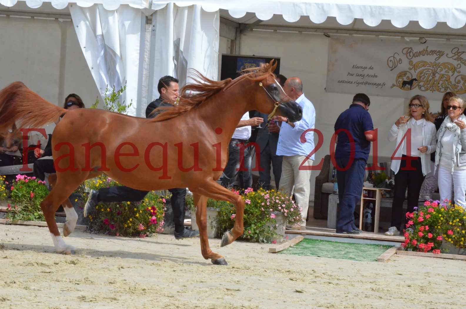 ﻿CHAMPIONNAT DE FRANCE 2014 A POMPADOUR - Championnat - KINSHASA JA - 42