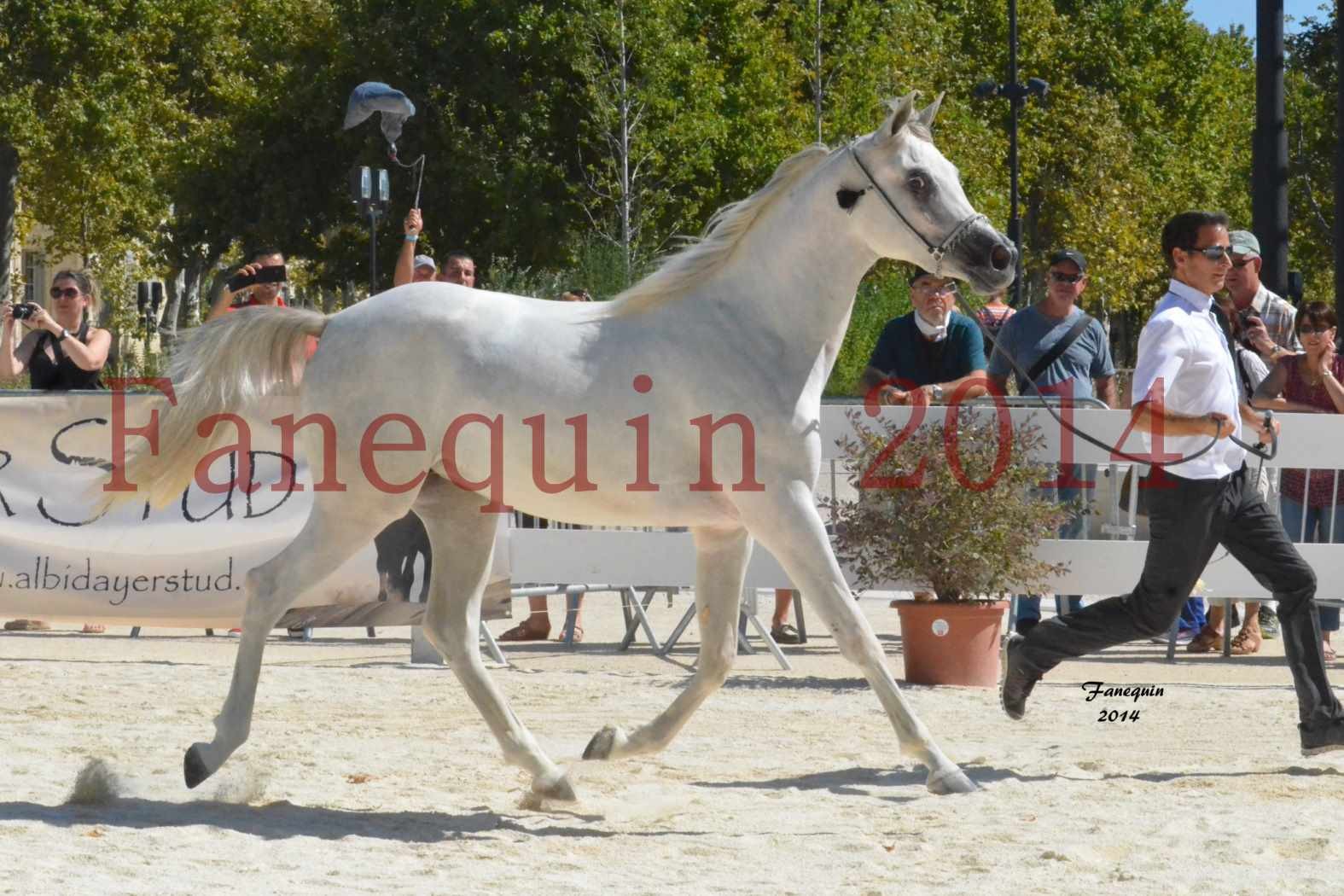 Concours National de Nîmes de chevaux ARABES 2014 - ENVY ETERNITY - 14