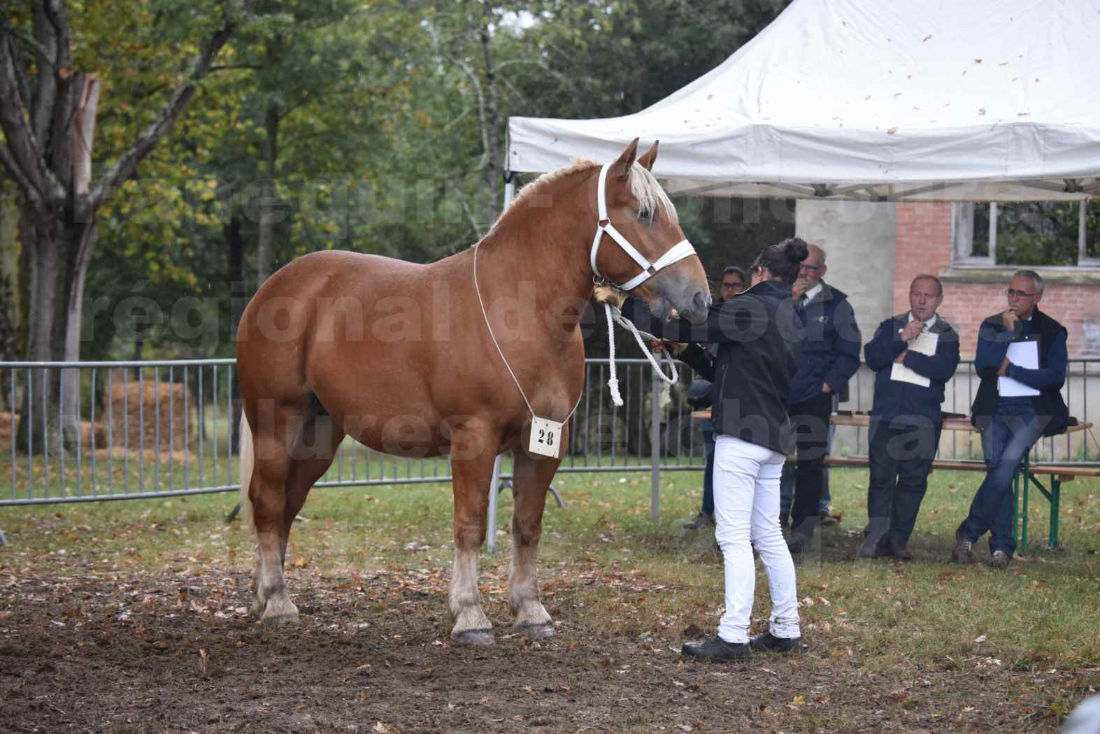 Concours Régional de chevaux de traits en 2017 - Trait COMTOIS - ETOILE 90 - 46