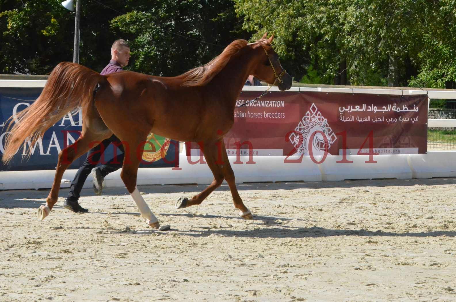 Championnat de FRANCE 2014 - Amateurs - SELECTO IBN SAMAWI - 014