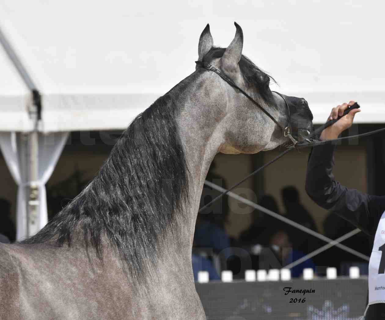 Championnat du pur-sang arabe de la Méditerranée et des pays arabes - MENTON 2016 - SUNDOWN KA - Notre Sélection - Portraits - 3