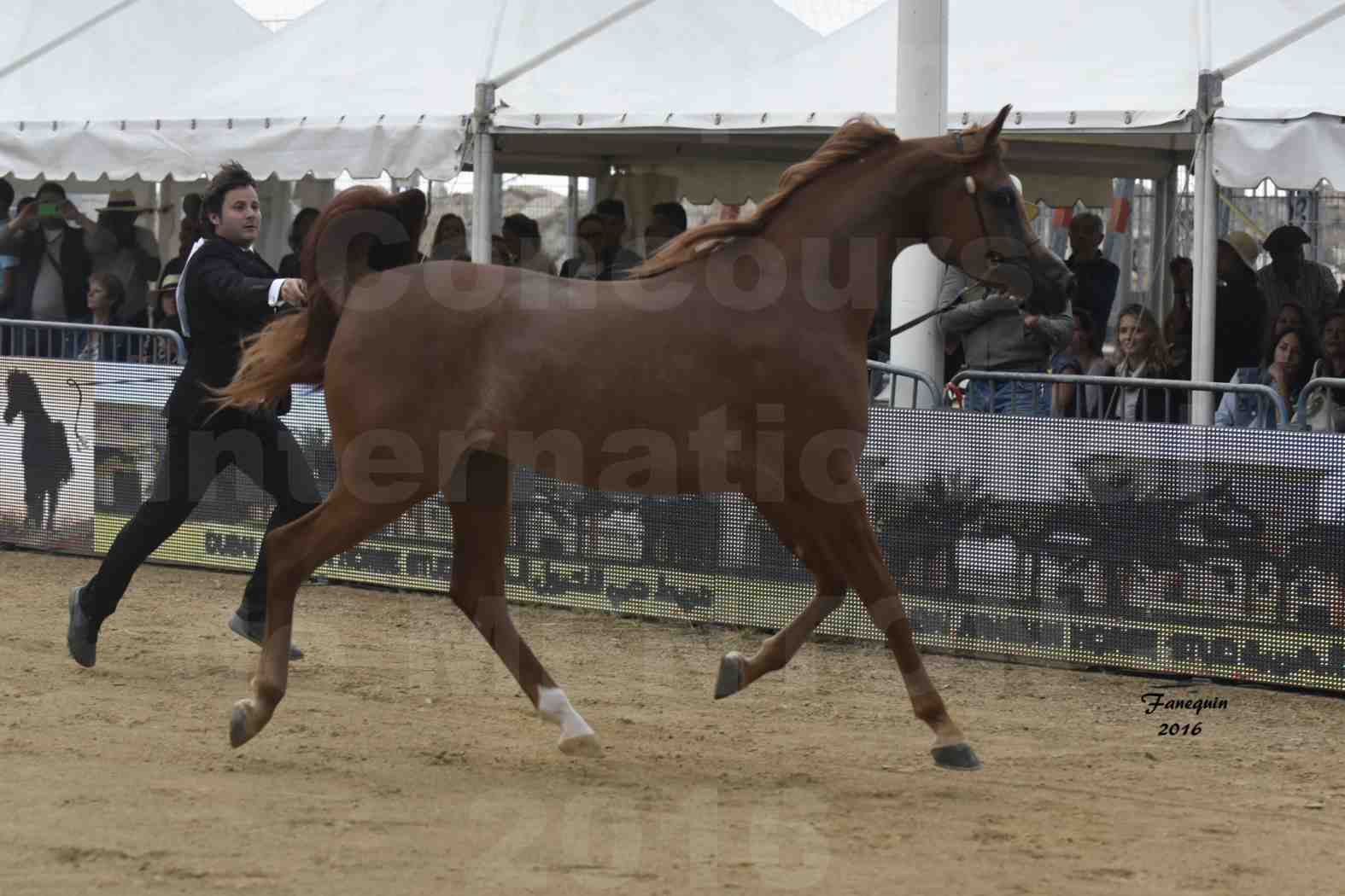 Championnat du pur-sang arabe de la Méditerranée et des pays arabes - MENTON 2016 - FARAH AL SHAQAB - Notre Sélection - 02