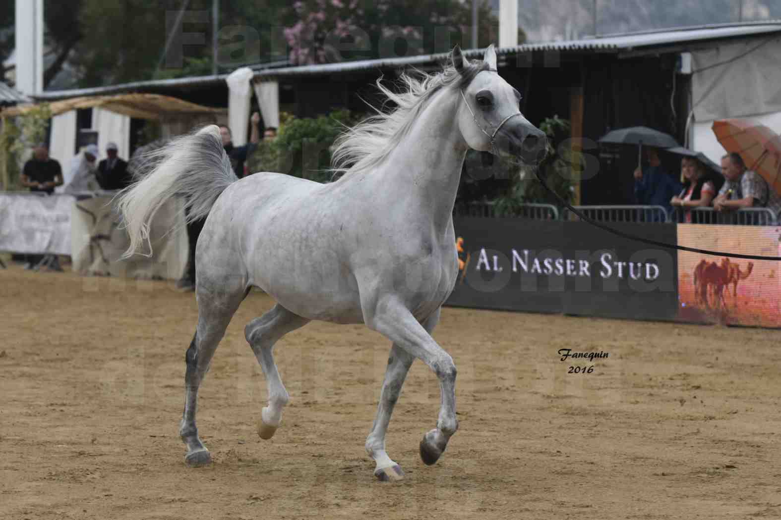 Championnat du pur-sang arabe de la Méditerranée et des pays arabes - MENTON 2016 - WADAD ZAMANI - Notre Sélection - 1