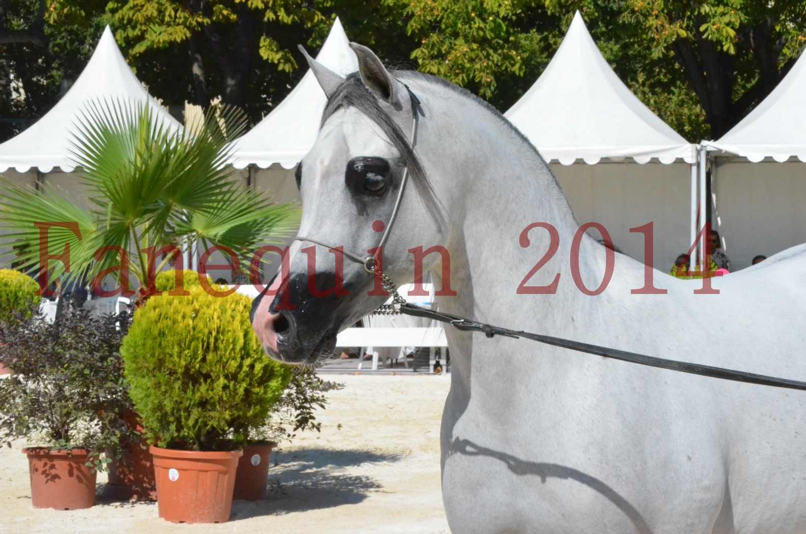 Concours National de Nîmes de chevaux ARABES 2014 - Sélection - SHAOLIN DE NEDJAIA - 16